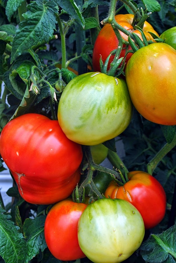 Talkin' Tomatoes with Helene: Grushovka Tomato