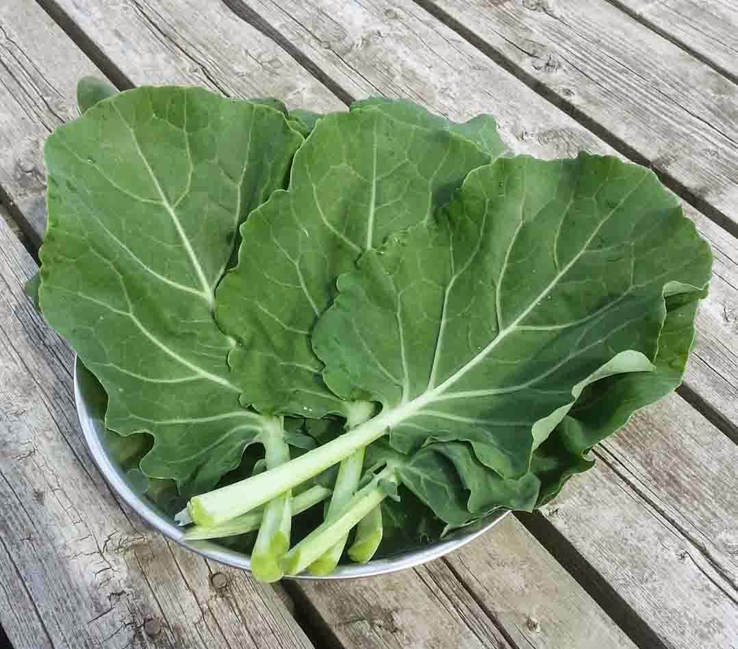 The Gardening Me Harvest Monday June 2, 2014