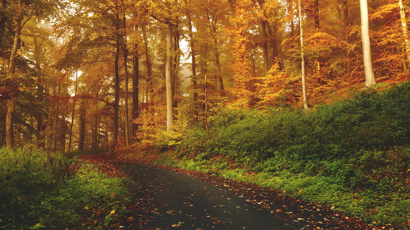 Best Autumn Landscape