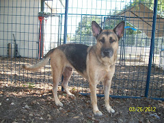 4/2/12 Dogs and Cats Some NO INTEREST URGENT. PLEASE ADOPT OR RESCUE. Tavares Florida Kill Shelter