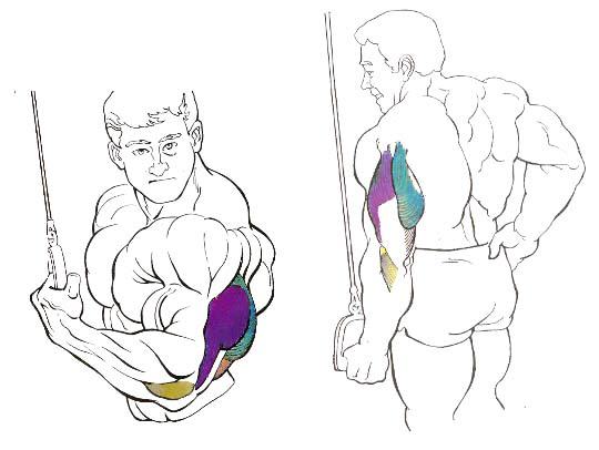 triceps inverso polea alta triceps inverso polea alta