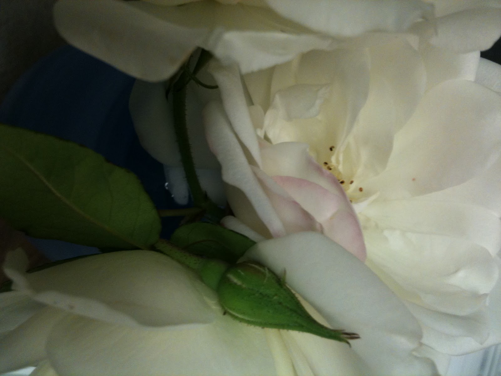 Lurana Enticer of the Light * writer, artist * Lura Astor Do Plants