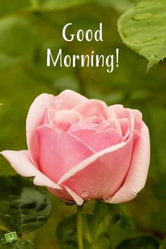 good morning sms