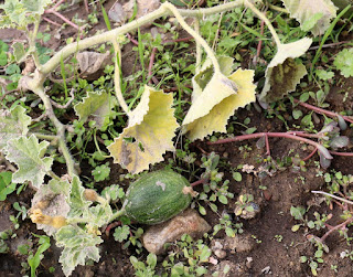 Baby melon Baby melon