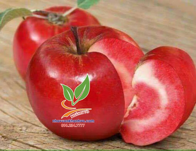 Mới lạ cây táo lùn đỏ du nhập từ Mỹ Eab976102901ca5f9310