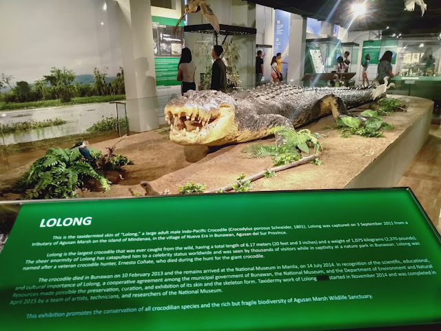 Lolong the largest crocodile ever caught