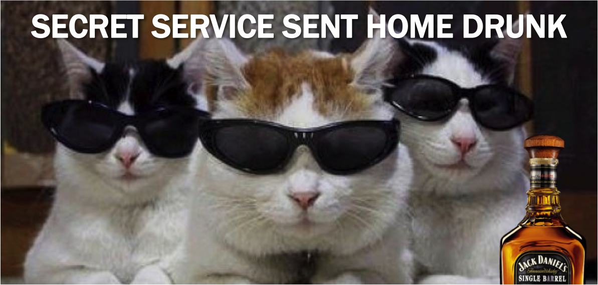 Cats secret. Коты шпионы. Кот шпион. Секретные агенты коты. Коты секретные агенты арт.