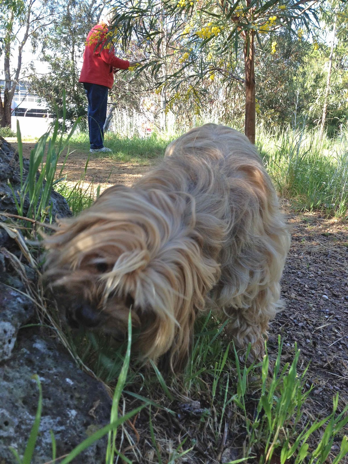 My dog orange dog vomit
