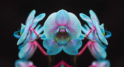 Photographie d'une orchidée.