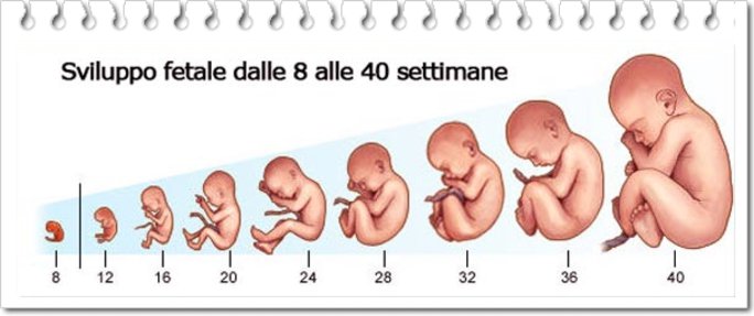 Foto Feto 12 Settimana Di Gravidanza