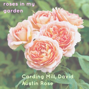 Carding Mill Rose