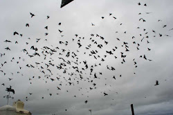 birds sky drawing line