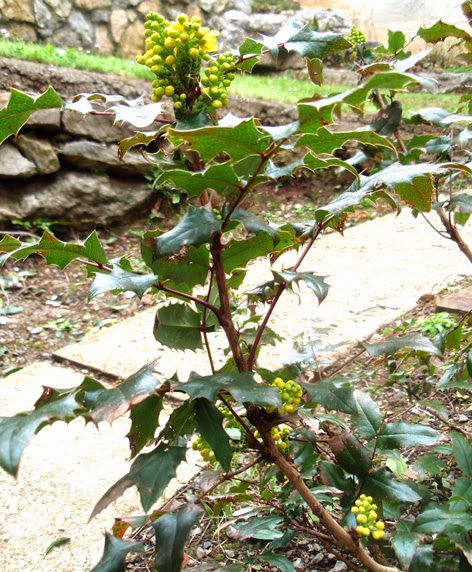 Rama de la mahonia