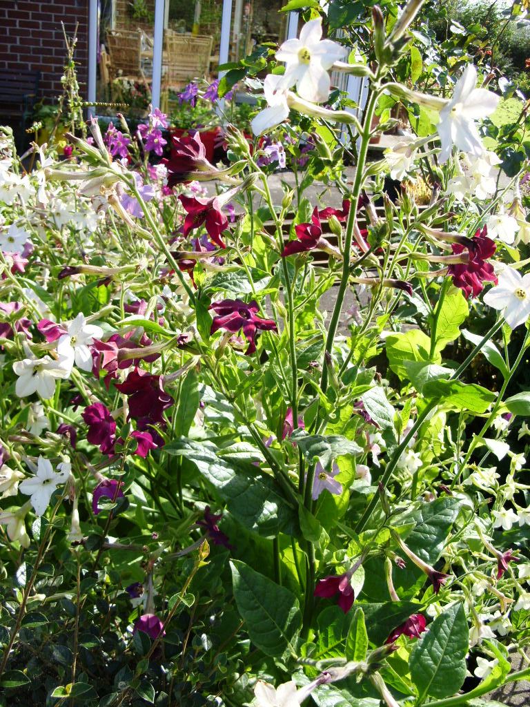 Kelli's Northern Ireland Garden Nicotiana (Tobacco Plant) Flower