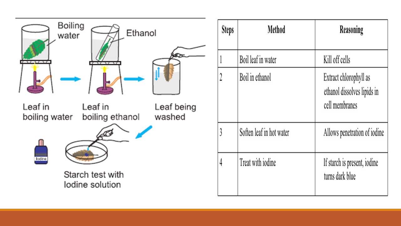 Leaf Starch Test Study Notes