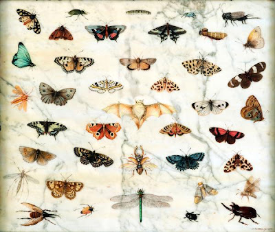 Jan Van Kessell il vecchio: Studio di fiori primaverili con farfalle e insetti