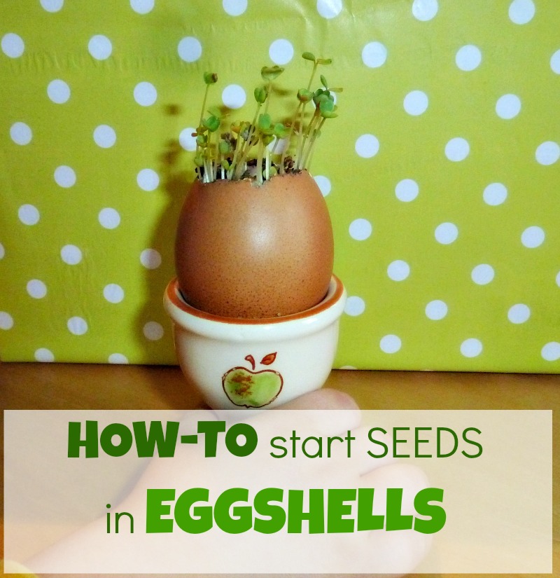 How to Plant Seeds in Eggshells Start a Mini Garden AppleGreen Cottage