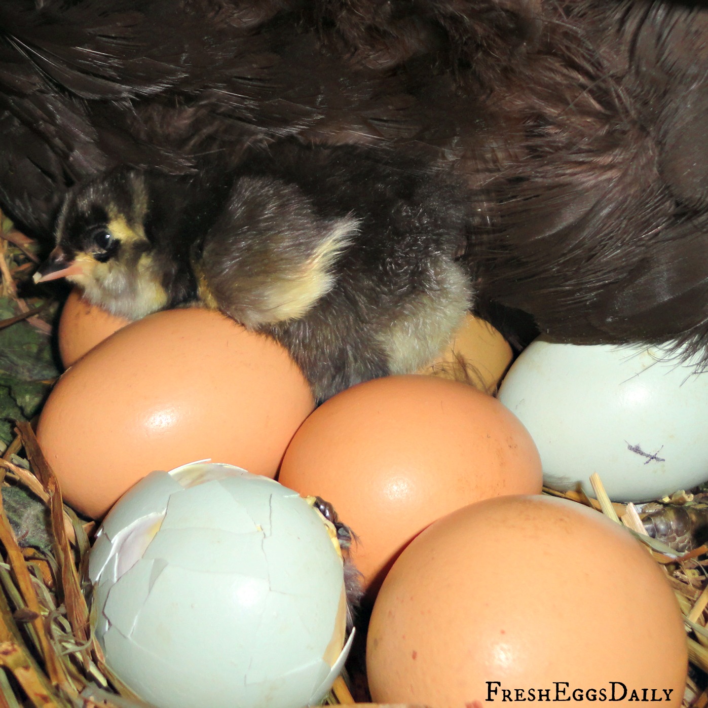Hatching Eggs under a Broody Hen Fresh Eggs Daily®