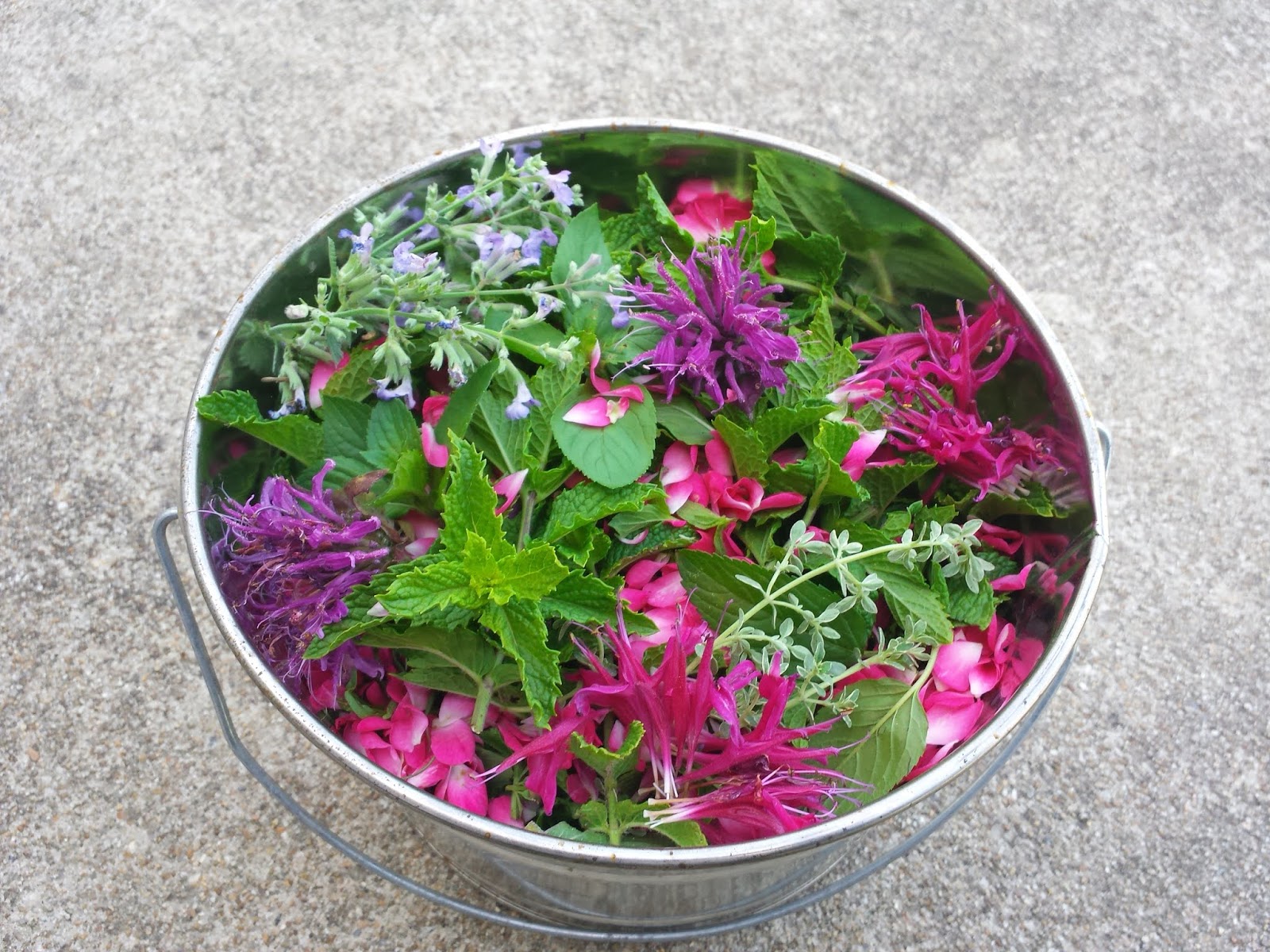 Common Herbs and their Health Benefits for You and your Chickens