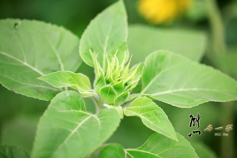 姑娘廟三樹路荷花池|三峽北大蓮花季|三峽北大私房賞花景點
