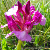 Garganistan Gargano Orchidee Anacamptis