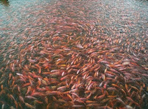 pemijahan ikan nila