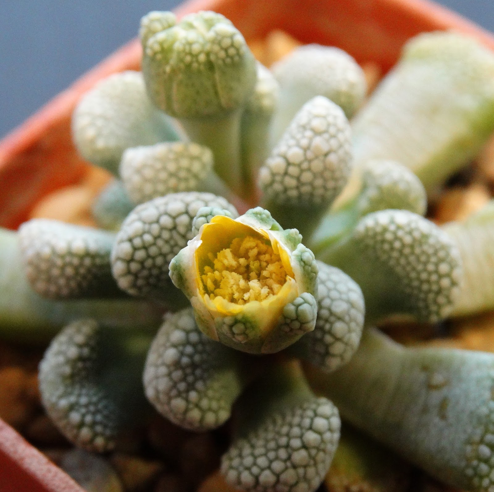 Various - Turbinicarpus Compilation #1 Various - Turbinicarpus Compilation #1