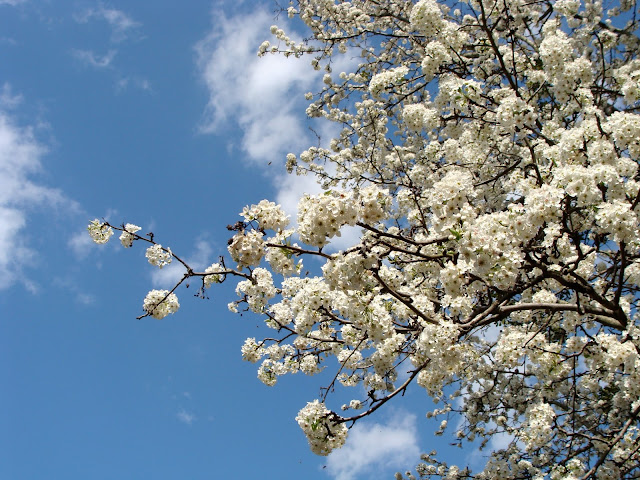 gorgeous white blossoms on giant tree