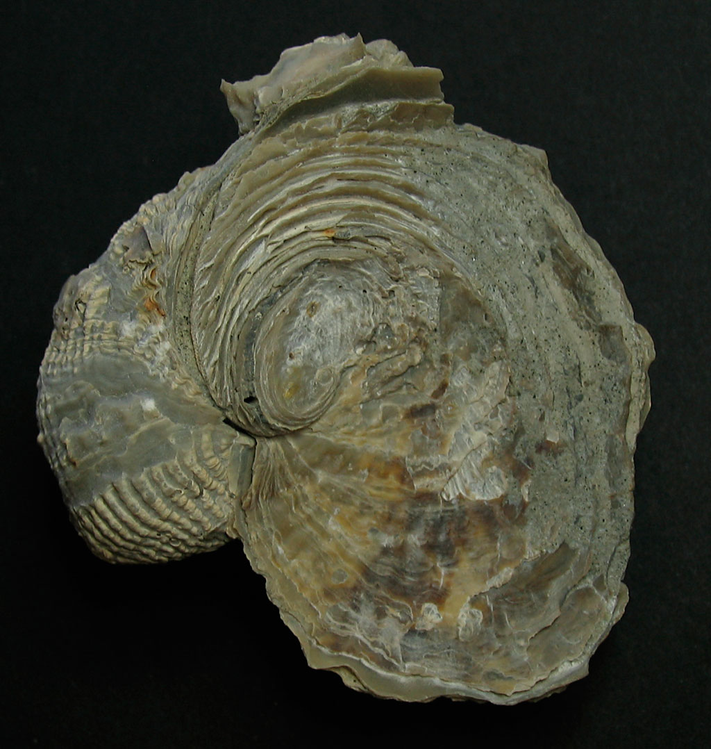 cretaceous period fossils