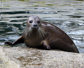 Tierpark Neumünster: Eine supersüße Seehunddame und eine Frühjahrsverlosung Seehund Seehündin Seehunde Zoo Seehundbecken Verlosung Gewinnspiel Dorle
