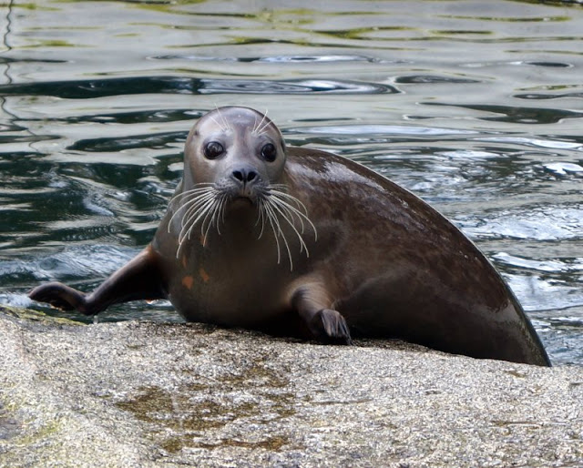 Tierpark Neumünster: Eine supersüße Seehunddame und eine Frühjahrsverlosung Seehund Seehündin Seehunde Zoo Seehundbecken Verlosung Gewinnspiel Dorle