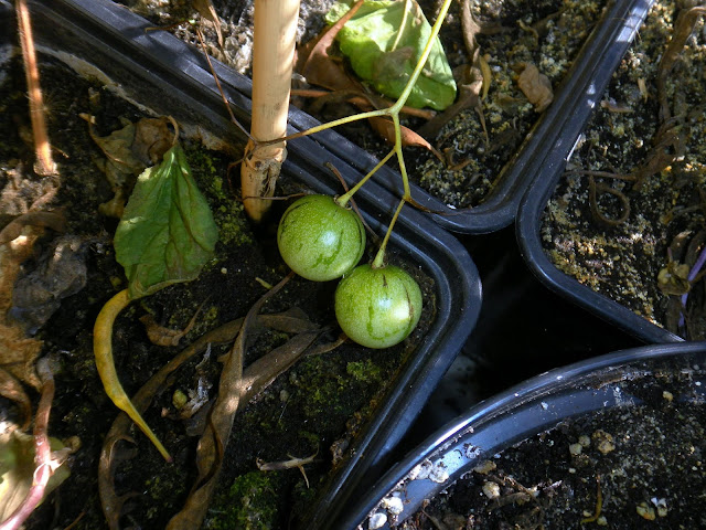 Tzimbalo (Solanum canense)