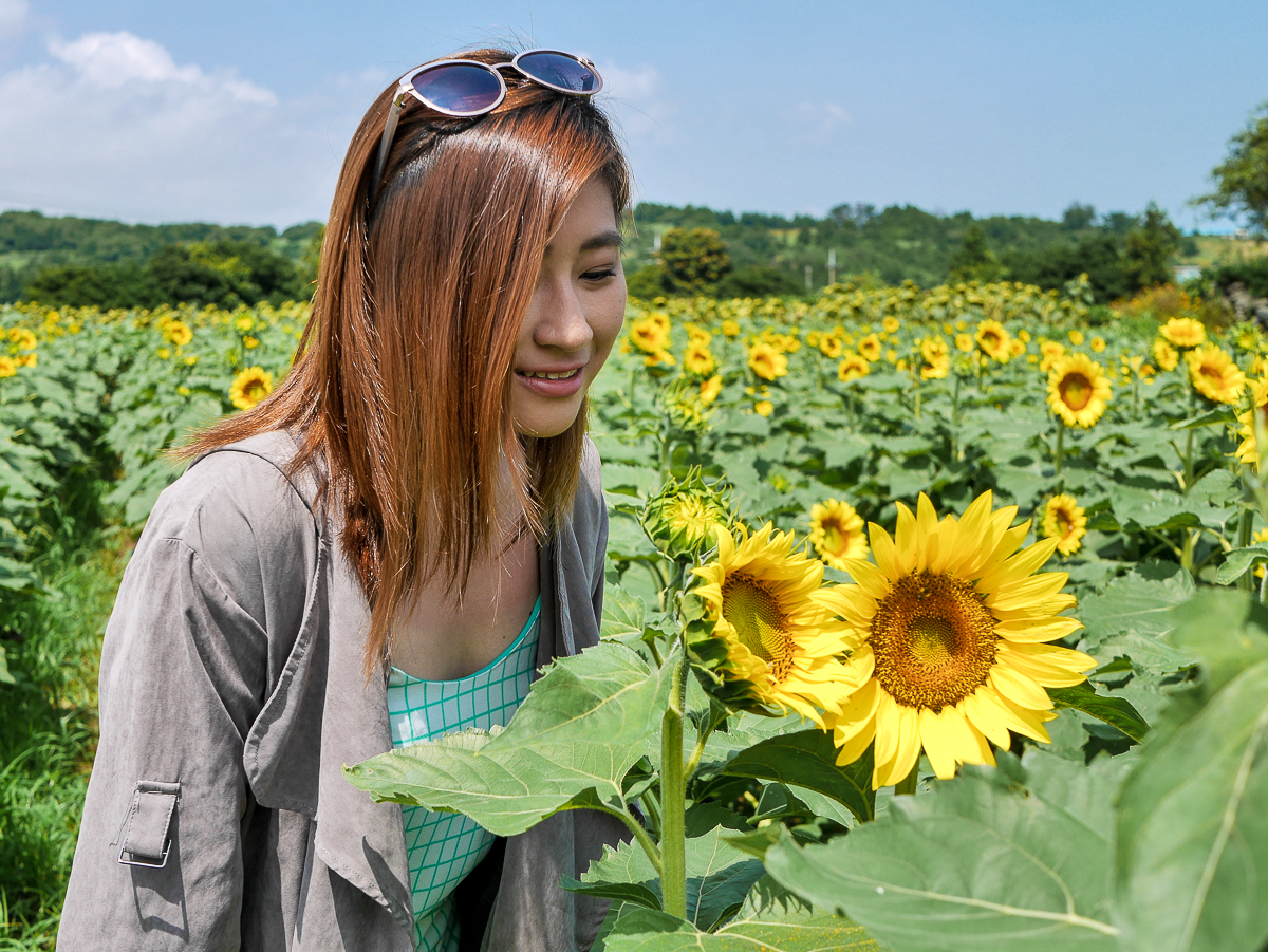 Kimkyungsuk Sunflower farm jeju korea Kim kyung suk Sunflower farm jeju korea