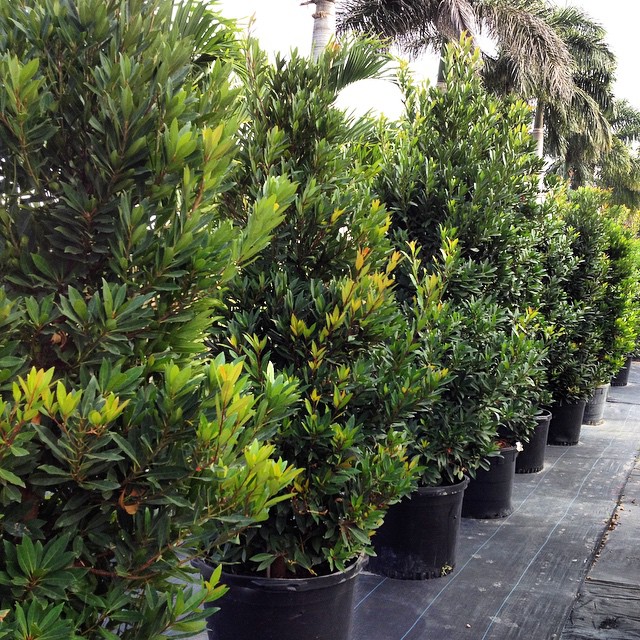 Gardening South Florida Style Hedge Plants South Florida Style