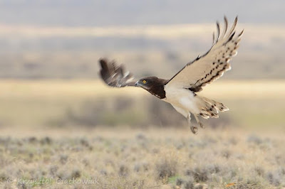 Circaetus pectoralis