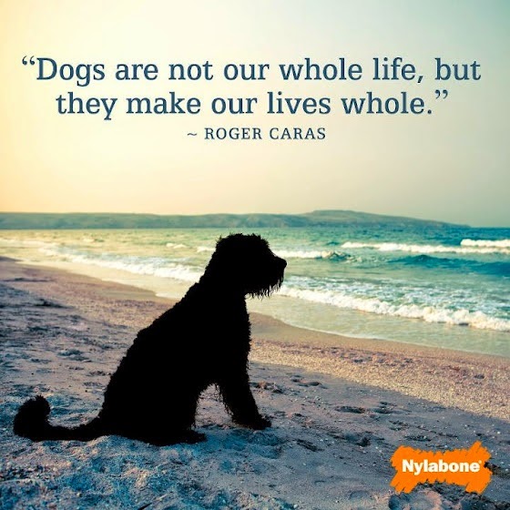 Collection 28+ Stock Images dogs are not our whole life quote Sharp