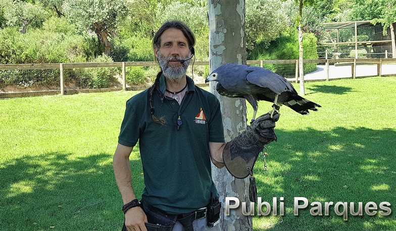 Pablo Bracamonte con el aguilucho caricalvo Pablo Bracamonte con el aguilucho caricalvo