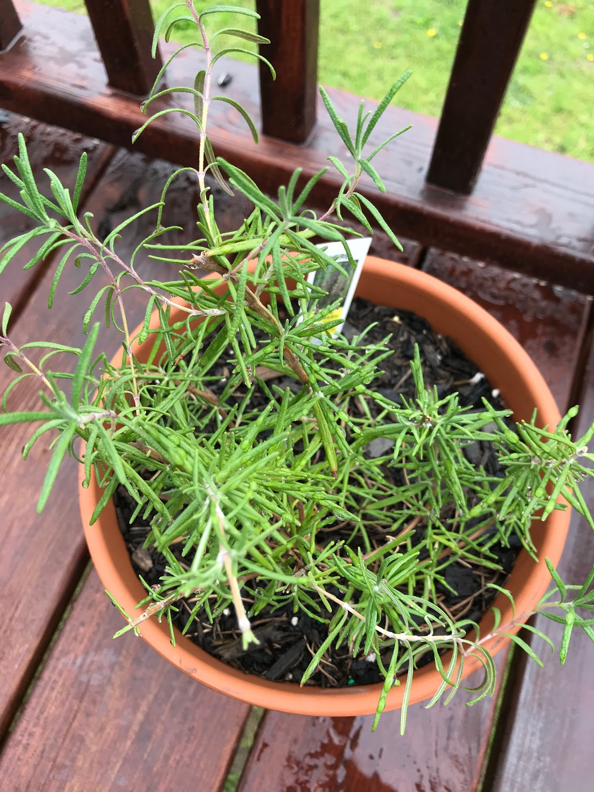 The Best Plants To Help Keep Mosquitoes Away Mom Files