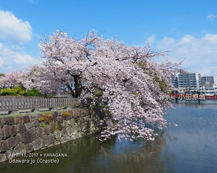 小田原城の桜に感激！