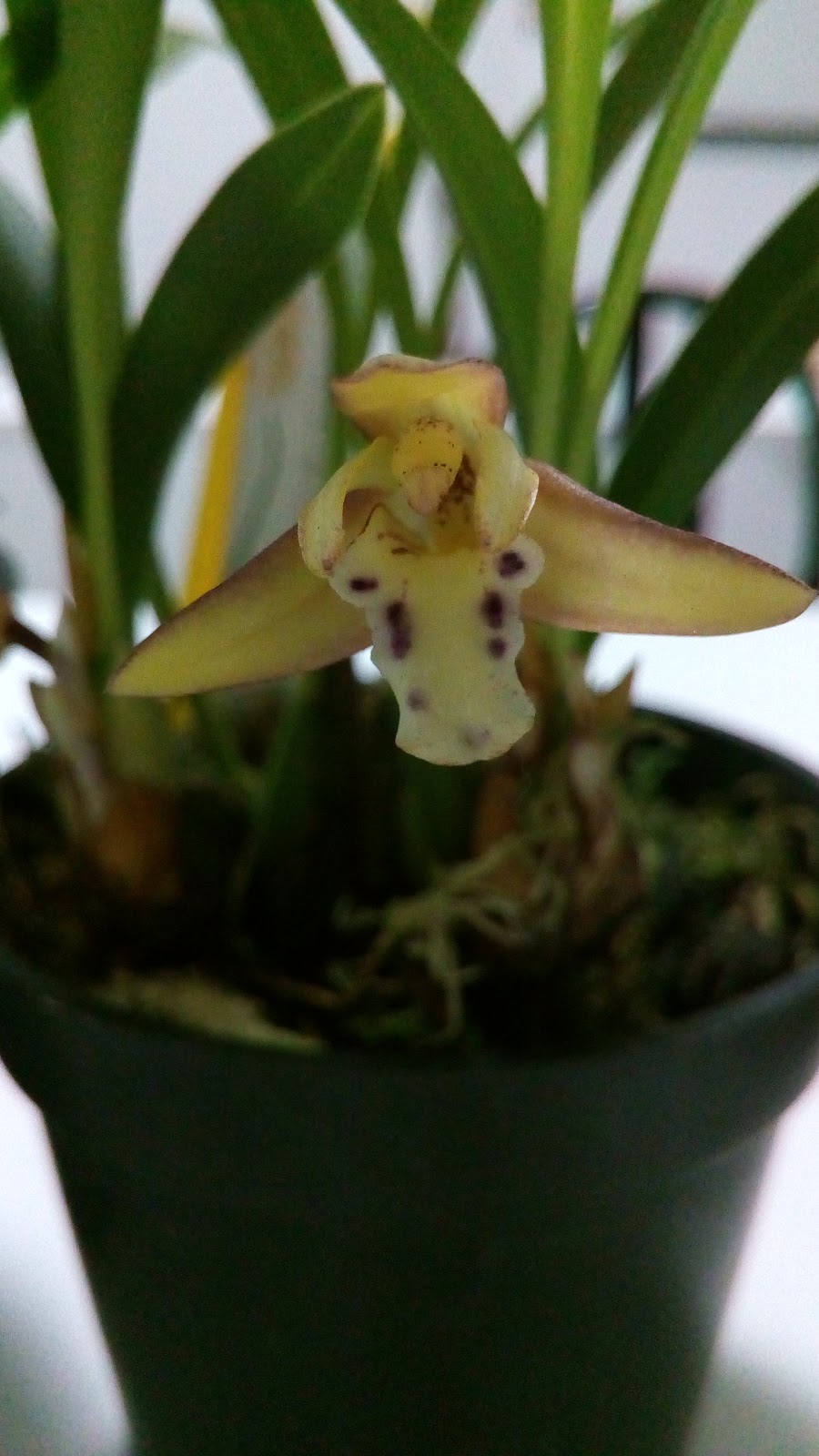 Folhas das orquídeas – Psychopsis papilio, a orquídea mariposa - Diário do  Orquidófilo