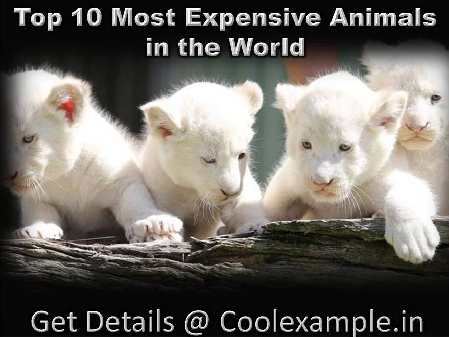Cool Example Trending News In India Know 10 Most Expensive Animals