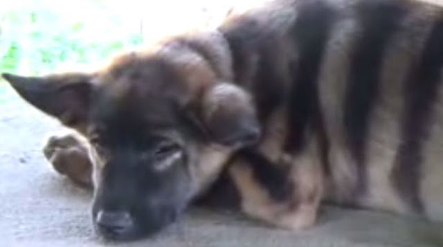 ΓΑΒΓΙΖΕΙ ΣΑ ΣΚΥΛΟΣ ΚΑΙ ΜΟΙΑΖΕΙ ΜΕ ΤΙΓΡΗ. ΤΙ ΕΙΝΑΙ; ΕΚΠΛΗΚΤΟΙ ΟΙ ΔΗΜΟΣΙΟΓΡΑΦΟΙ ΣΤΗΝ ΤΑΪΛΑΝΔΗ ΟΤΑΝ ΑΝΤΙΚΡΥΣΑΝ ΑΥΤΟ ΤΟ ΖΩΟ ΠΟΥ ΕΠΙΣΗΜΩΣ... ΔΕΝ ΥΠΑΡΧΕΙ!  