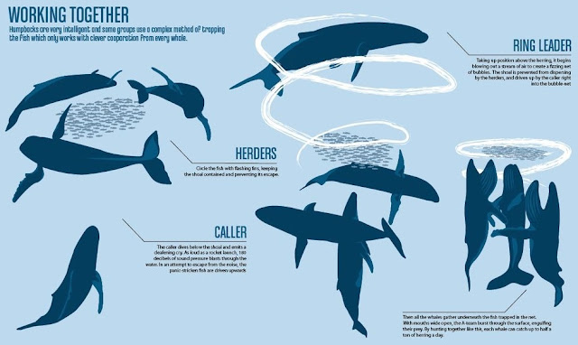 humpback-whales-feeding-breeding-migration-lifespan