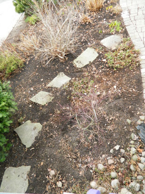 Toronto Leslieville Spring Front Yard Cleanup After by Paul Jung Gardening Services--a Toronto Organic Gardening Company Toronto Leslieville Spring Front Yard Cleanup After by Paul Jung Gardening Services--a Toronto Organic Gardening Company