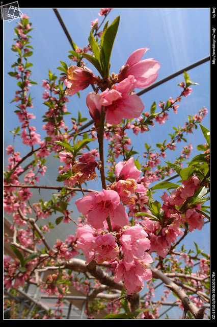 2013-03-23 梅峰農場 春之饗宴 台大森林實驗林_據說是水蜜桃！
