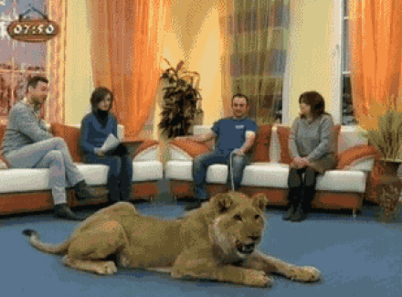 leao11.gif