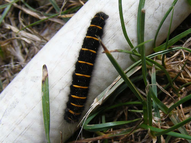 Fox moth Macrothylacia rubi caterpillar. Indre et Loire. France. Photo by Loire Valley Time Travel.