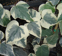 Fuente: http://www.gardencenterejea.com/fotos/productos/666.jpg
