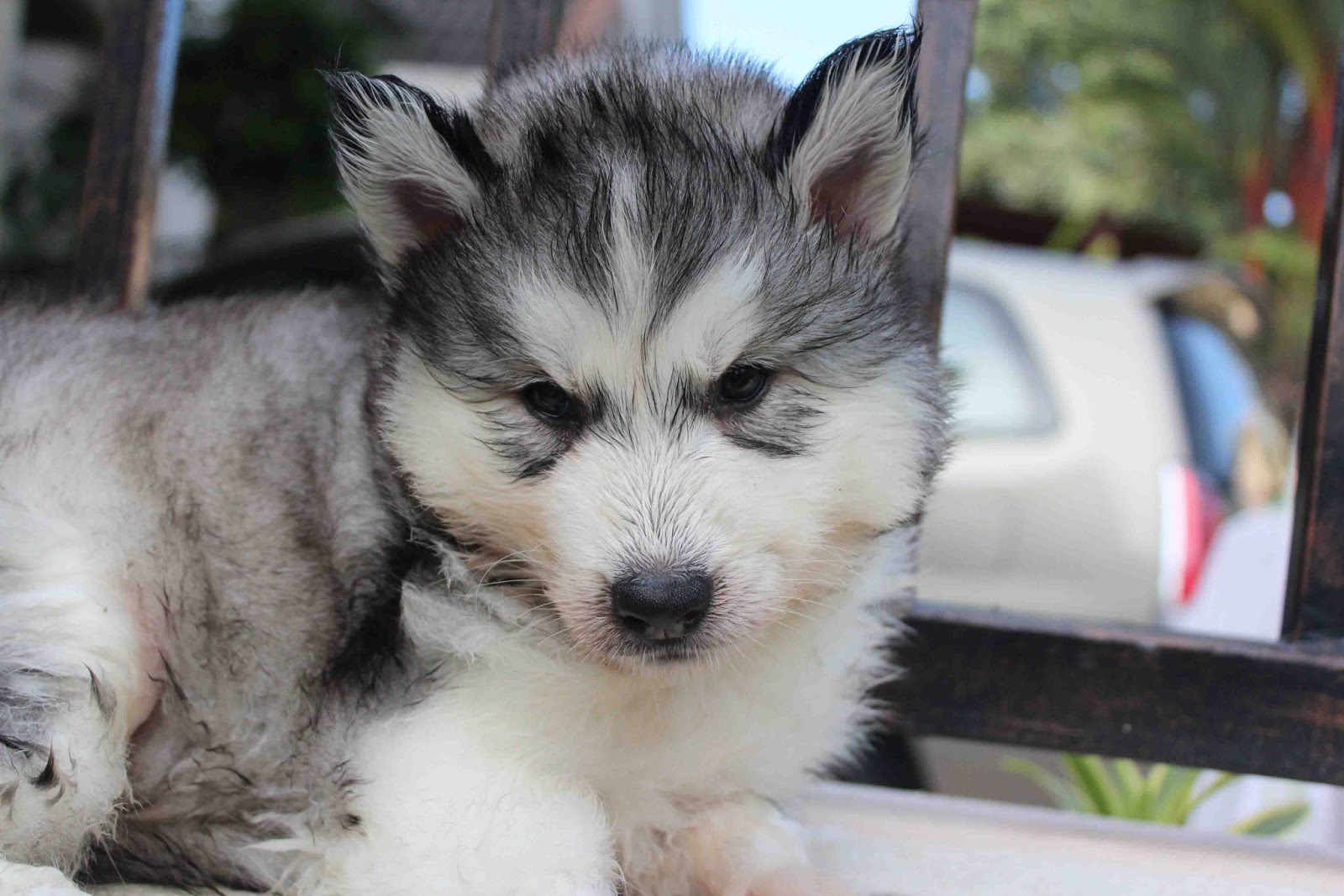 LovelyPuppy Quality Double Coating Wooly Husky Puppy