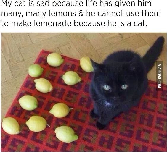 My cat is sad because life has given him many, many lemons & he cannot